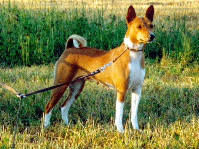 Original Basenji as Funny Merc