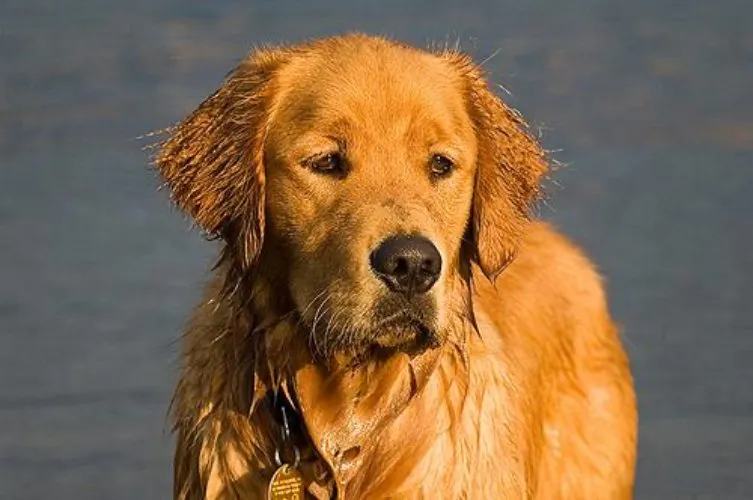 Original Bella the Golden Retriever as Super Pet