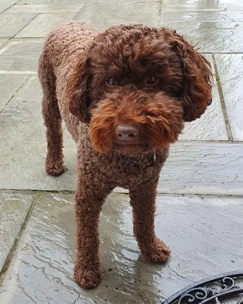 Original Cutie the Labradoodle as Bathtub