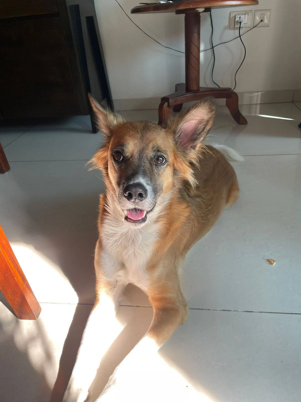 Original Doggo the Indian Mixed as Ghibli Style