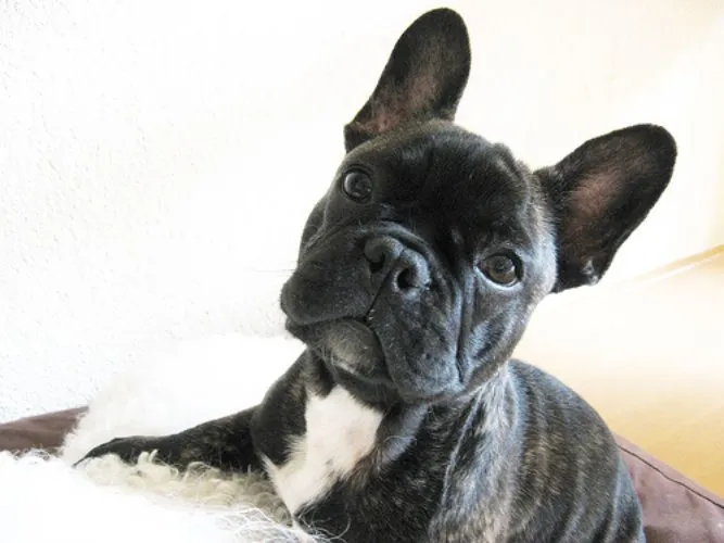 Original Milo the French Bulldog as Sumukhwa Landscape Headshot