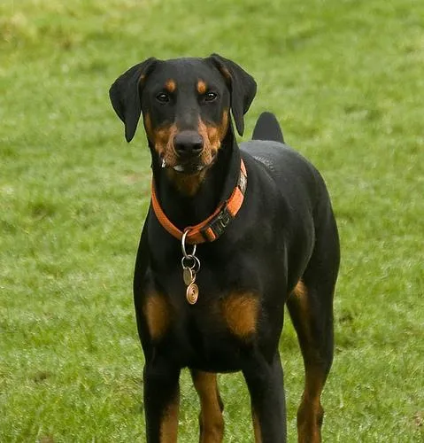 Original Nana the Doberman as Pet America