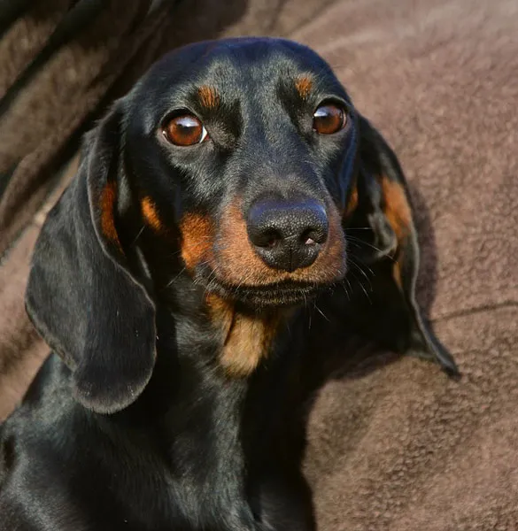 Original Oliver the Dachshund as The Scuba Diver