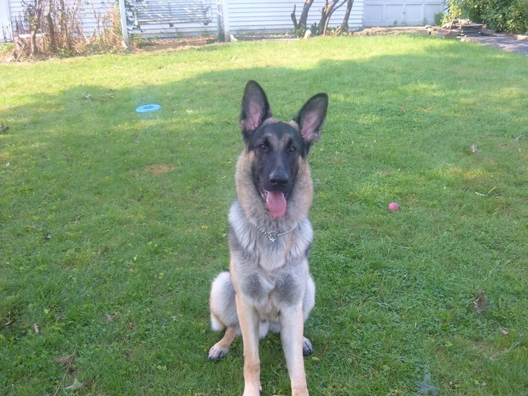 Original Rocky the German Shepherd as The Prince
