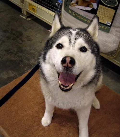 Original Shadow the Siberian Husky as Kawaii Chibi