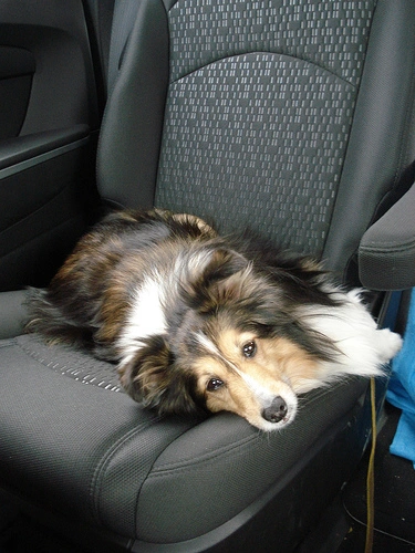 Original Shetland Sheepdog as Blocky World