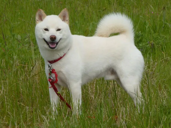 Original Shiba as Parisian Chef